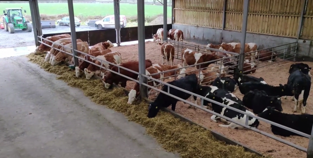 Fleckvieh and Friesian cows on the Madigans farm in Co. Kilkenny