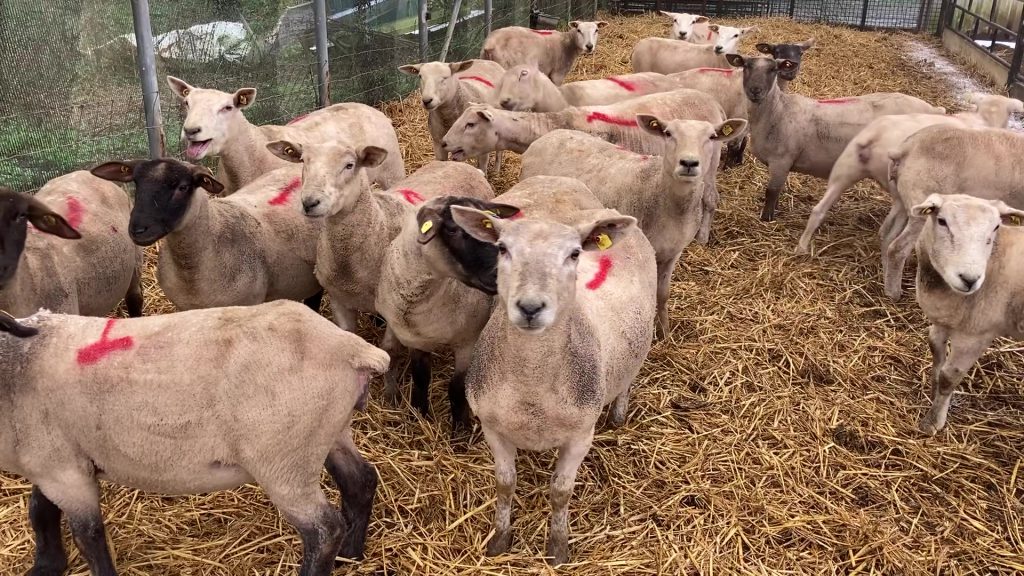 The flock consists mainly of Belclare ewes along with some Suffolk ewes