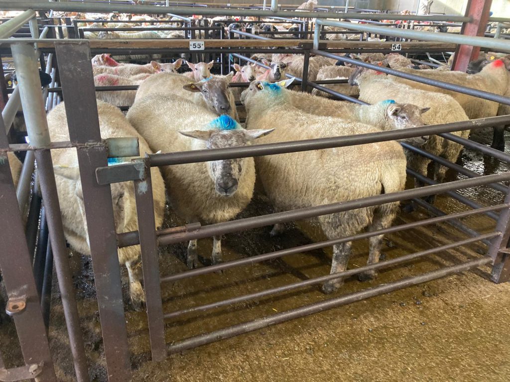 Sale toppers: This pen of five Texel-cross hoggets carrying 10 lambs sold for €245