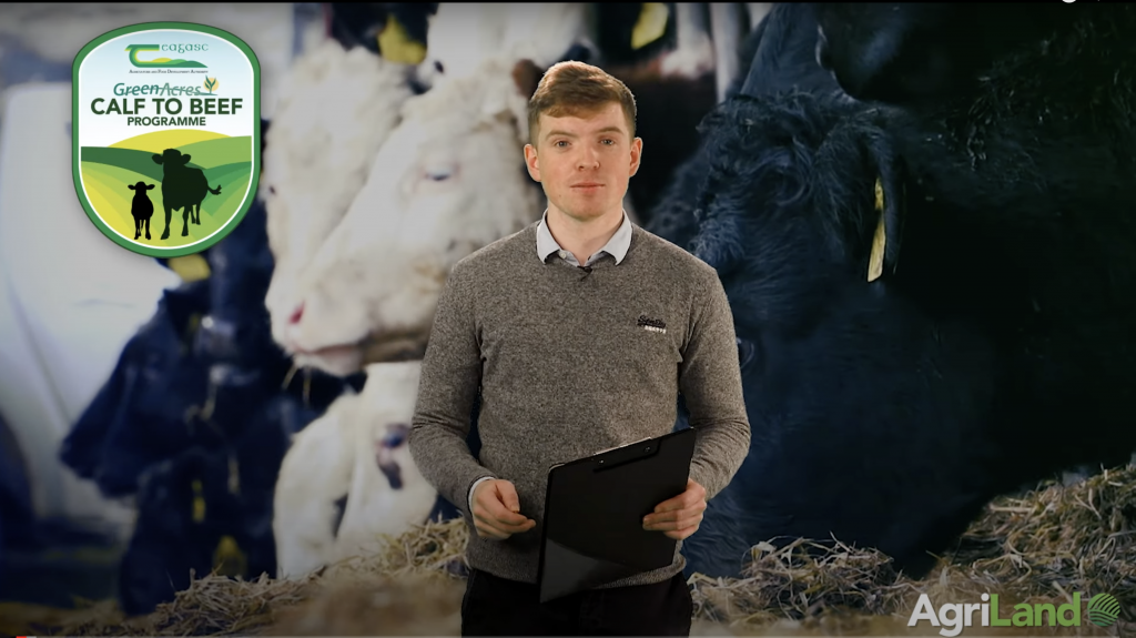 AgriLand beef specialist Michael Carey