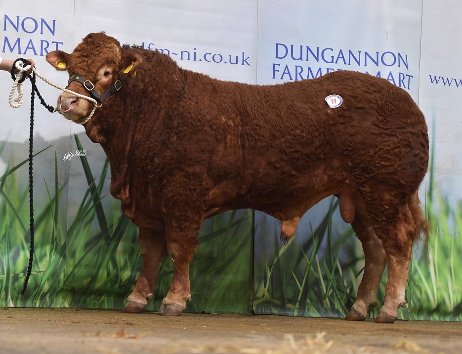 Deerpark Poseidon. Image source: BLCS / Alfie Shaw