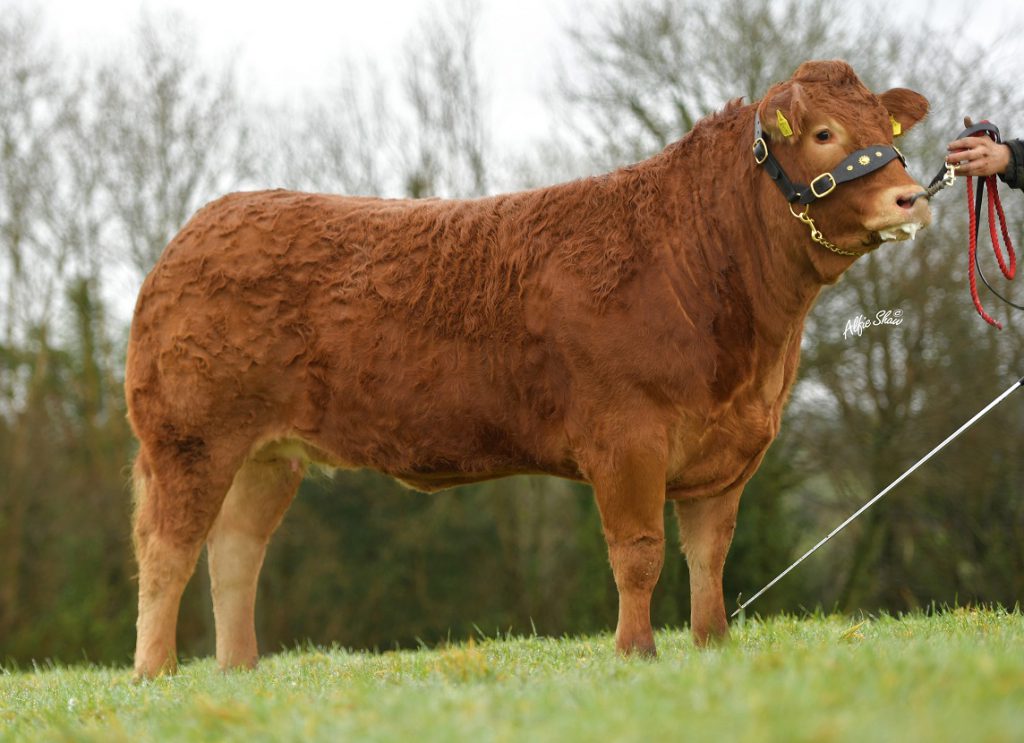 Rathkeeland Phillipa. Image source: BLCS / Alfie Shaw