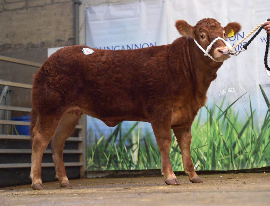 Carnew Robyn. Image source: BLCS / Alfie Shaw