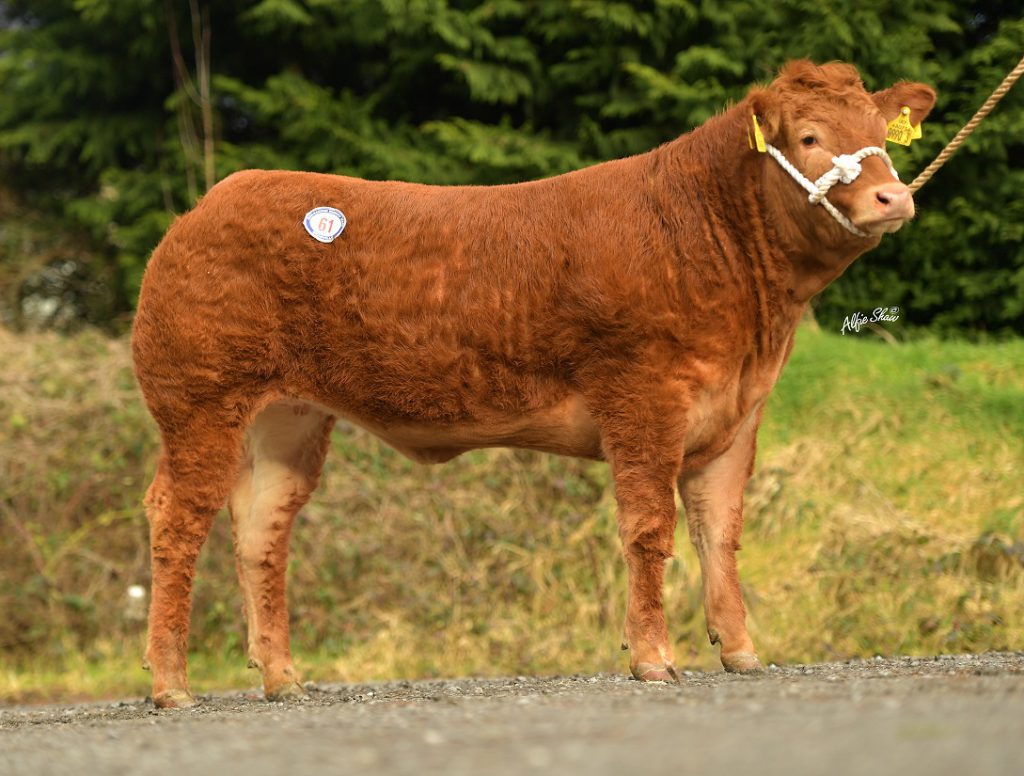 Johnstown Rosie. Image source: BLCS / Alfie Shaw