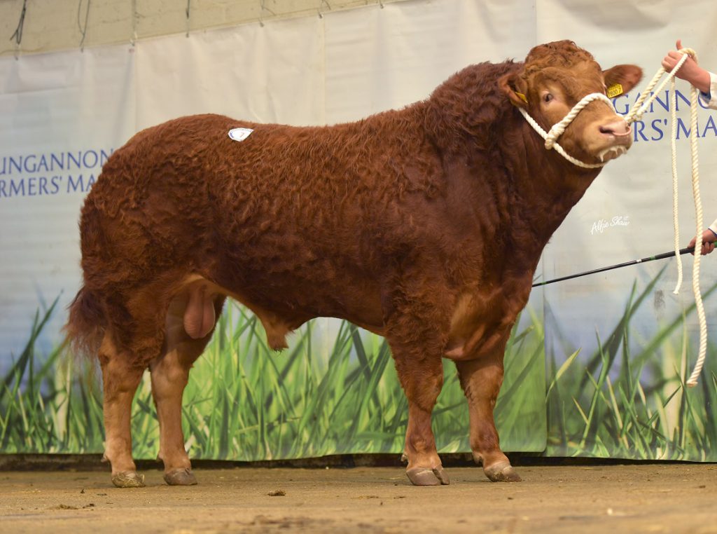 Ballyrobin Poser. Image source: BLCS / Alfie Shaw