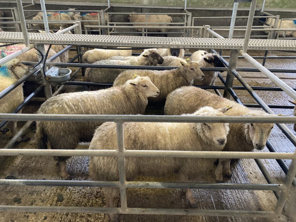These five 44kg hoggets sold for €128/head