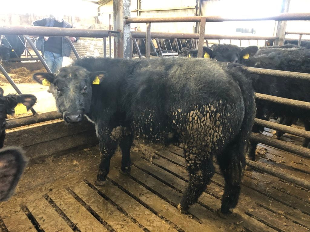 Shorthorn sired weanling bull