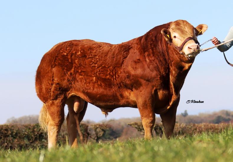 Templequain Perry / Image credit: Shanon Kinahan