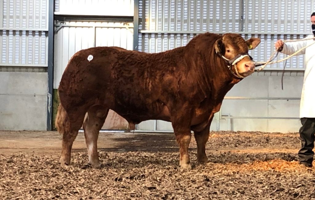 Aughalion Prince (et) sold for €14,000