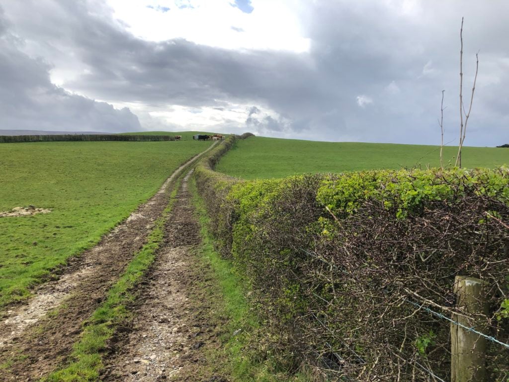 Hegde rows planted and roadway constructed