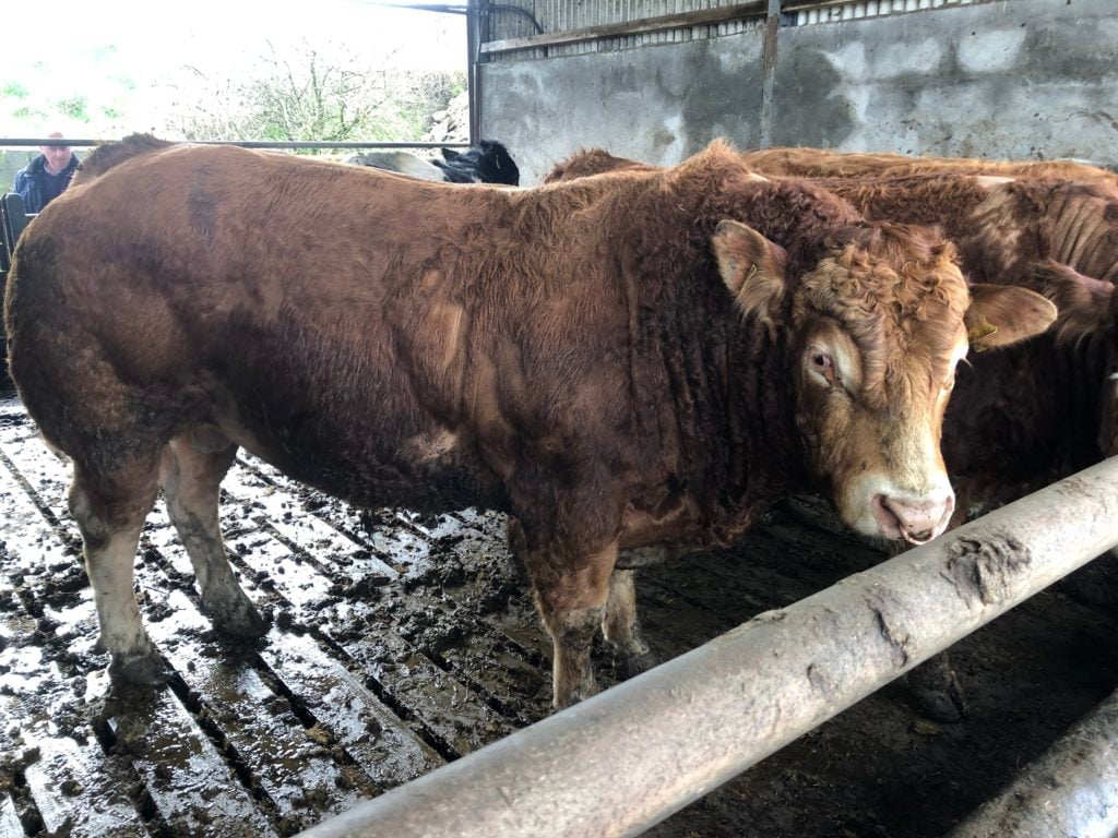 Limousin stock bull
