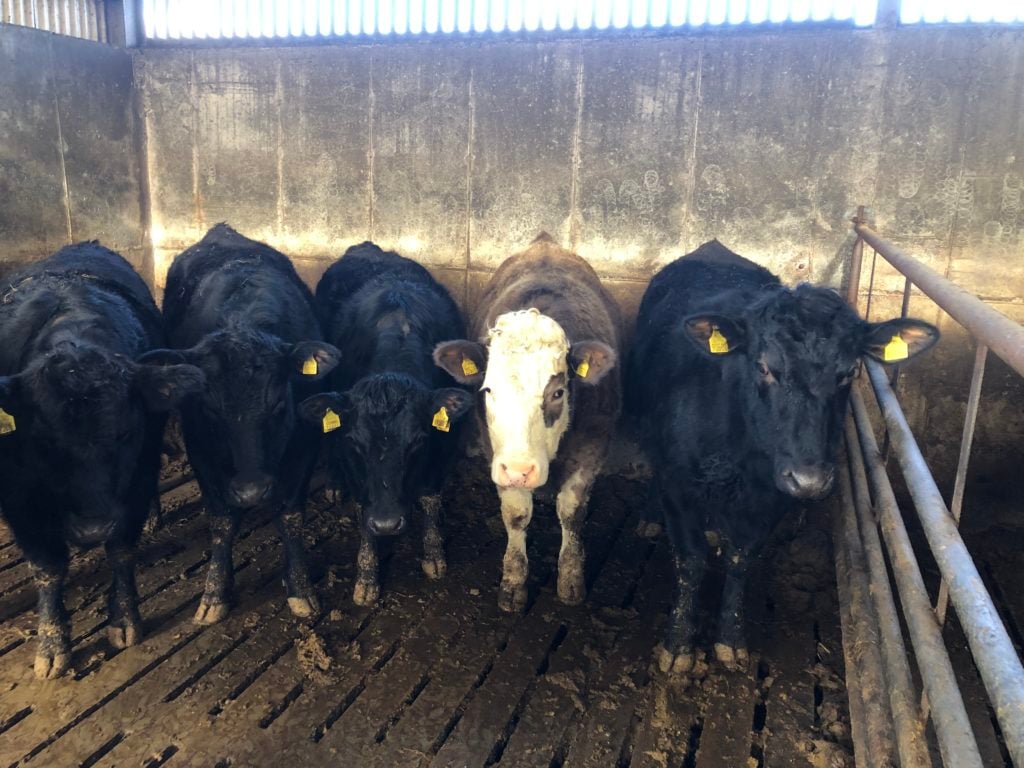 Future replacement heifers