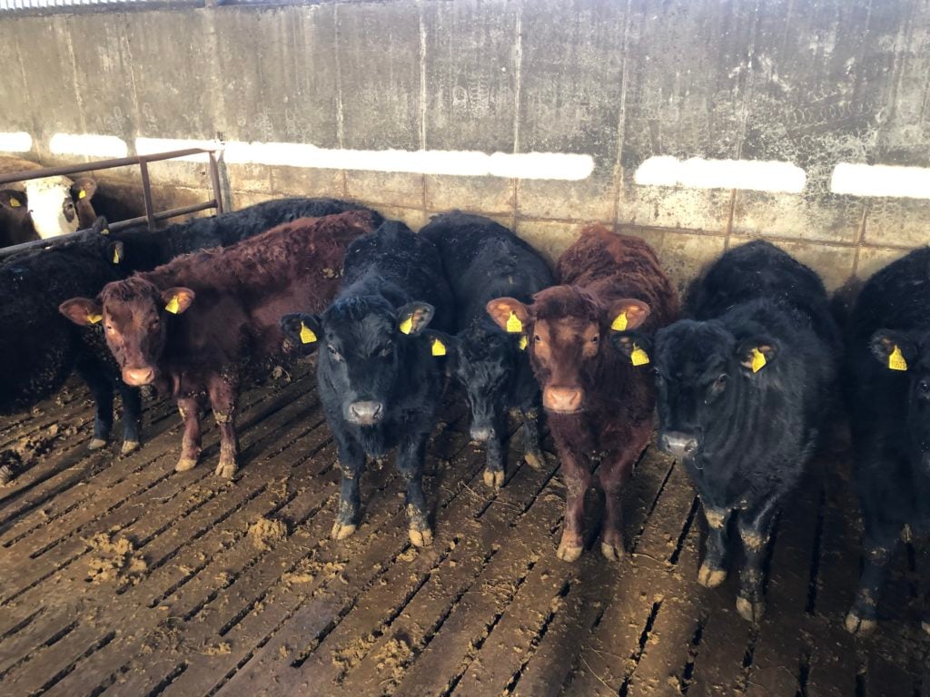 Shorthorn and Angus cross weanling heifers that will be used as replacements