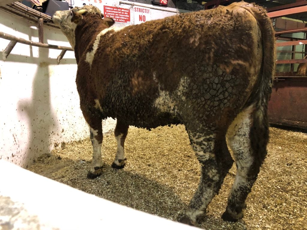 Simmental cow weighing 740kg sold for €1,170 or €1.58/kg