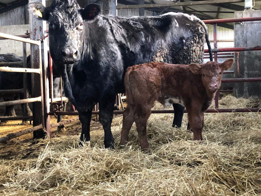 A Shorthorn-sired bull calf