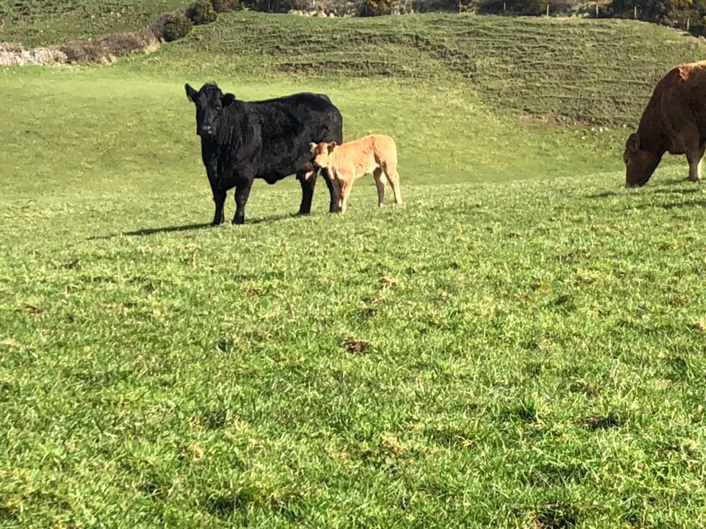 Limousin cow and Charolais calf at foot