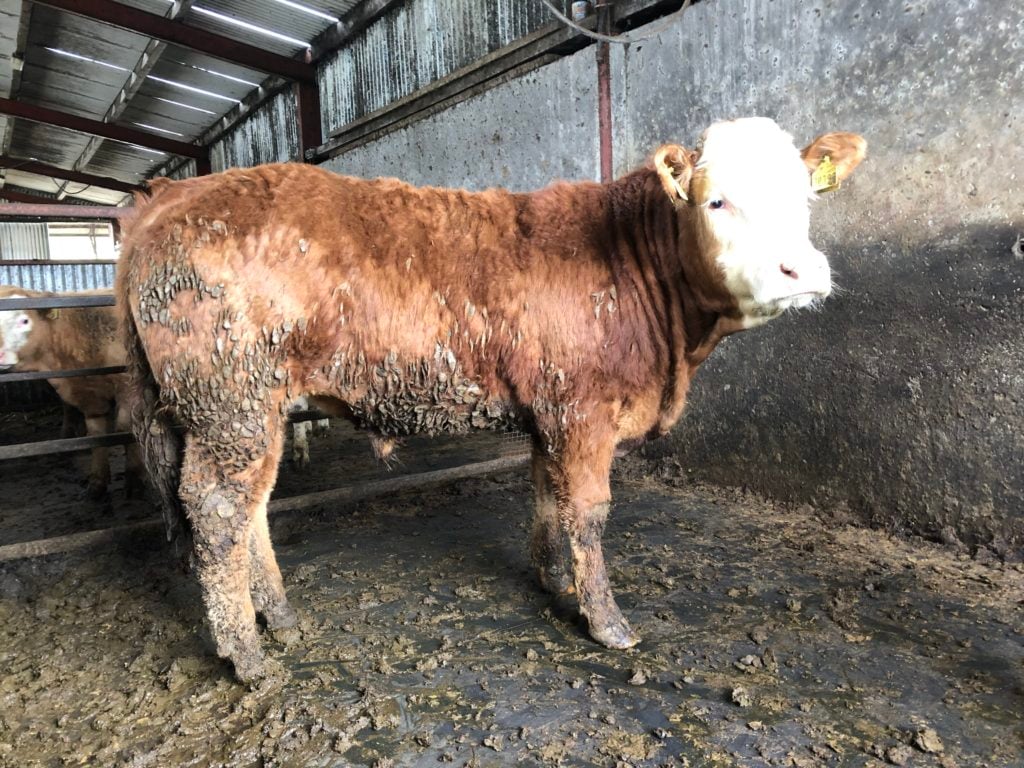 Autumn-born Limousin cross calf