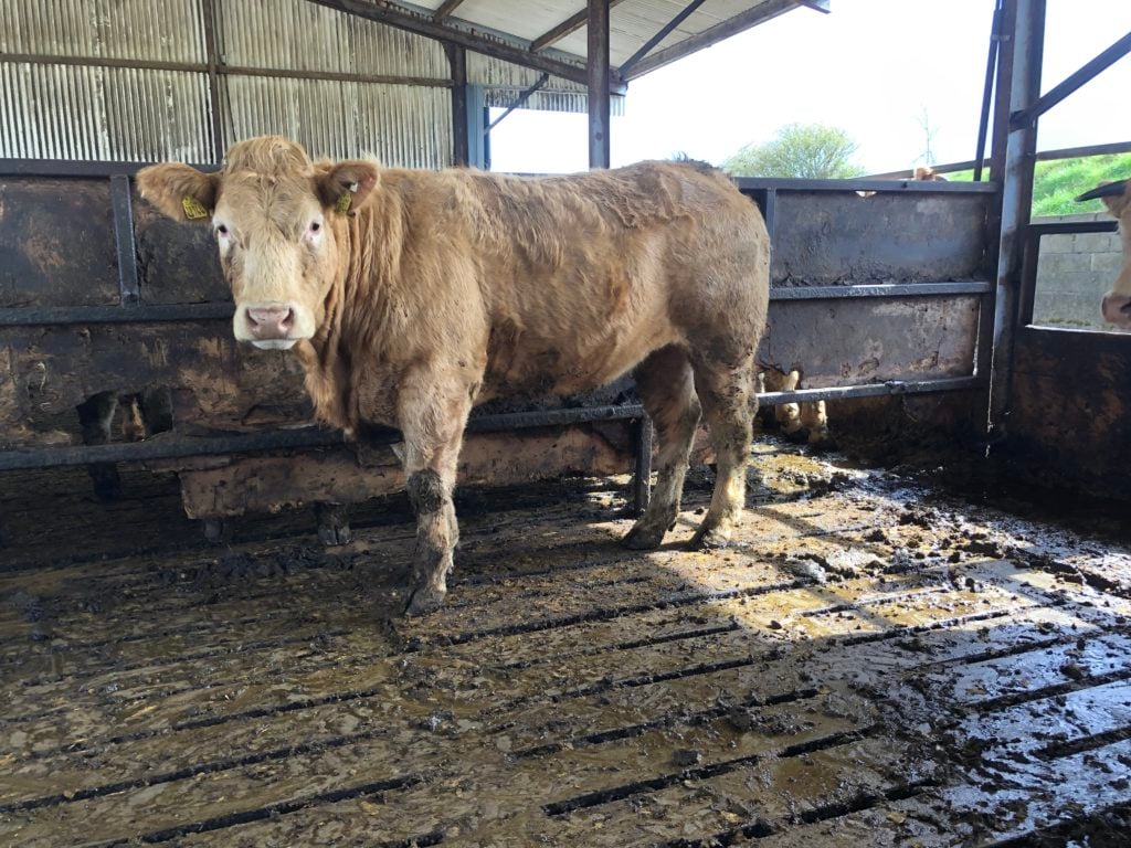 Future replacement Charolais cross heifer