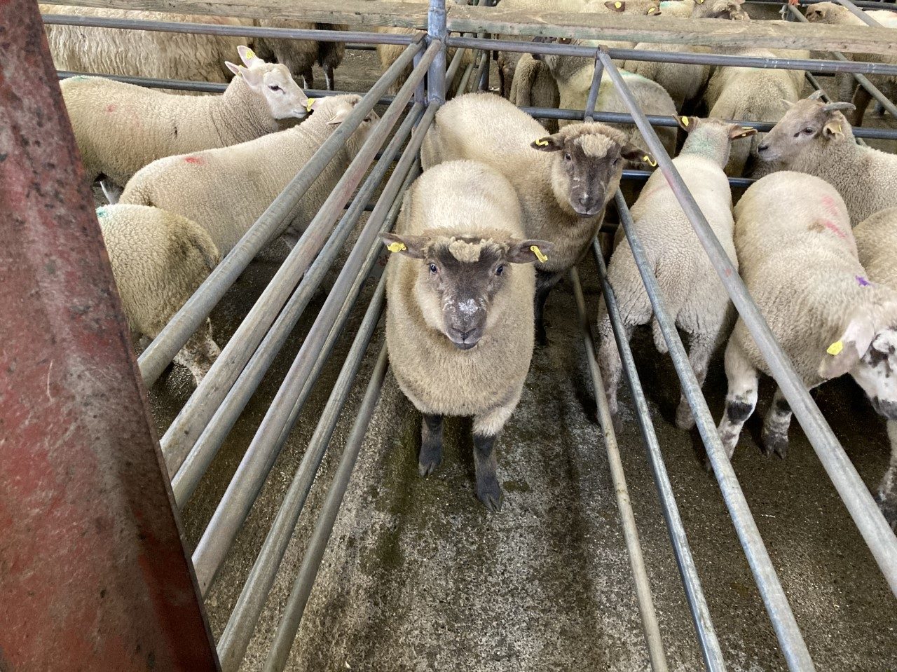 These two 54.5kg spring lambs sold for €161/head.