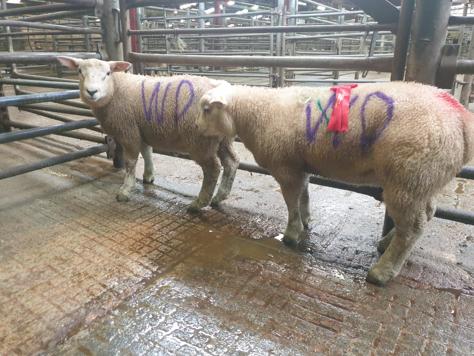 These first prize-winning spring lambs sold for €282 each