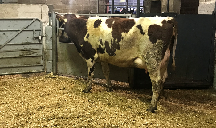 Calved seven days, this Ayrshire cross Friesian made €1700