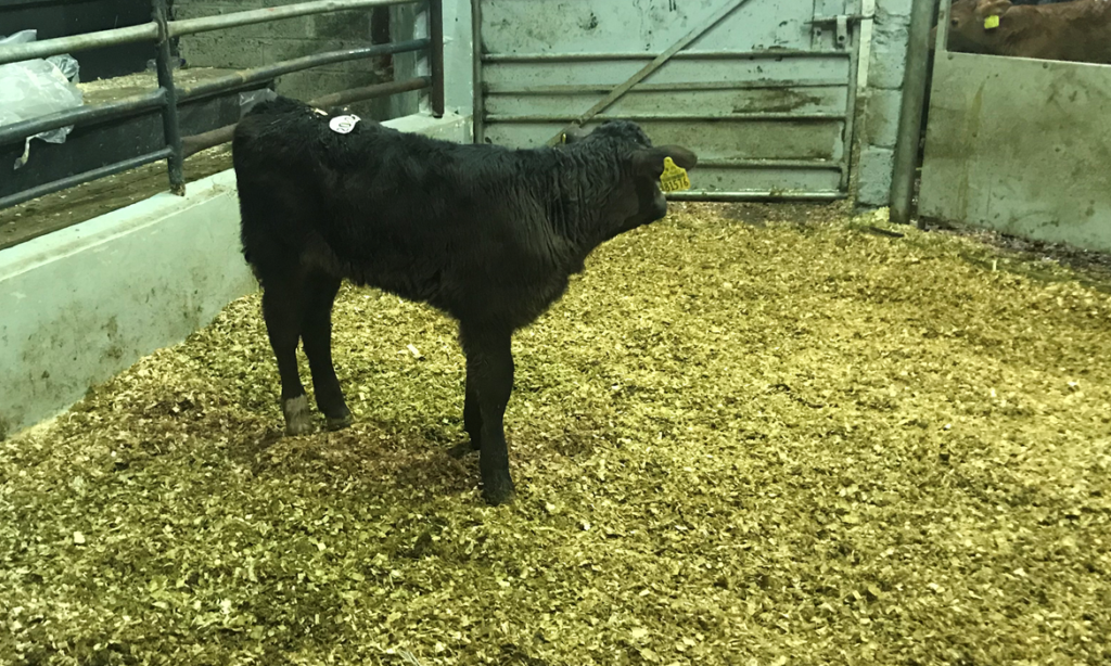 Limousin bull calf sold for €270