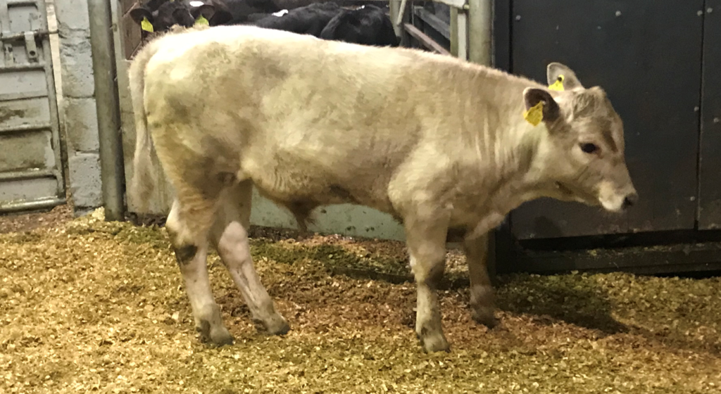 Charolais bull sold for €540