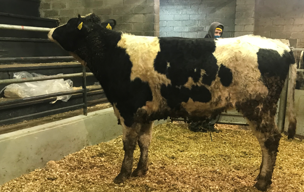 Maiden Friesian heifer sold for €820