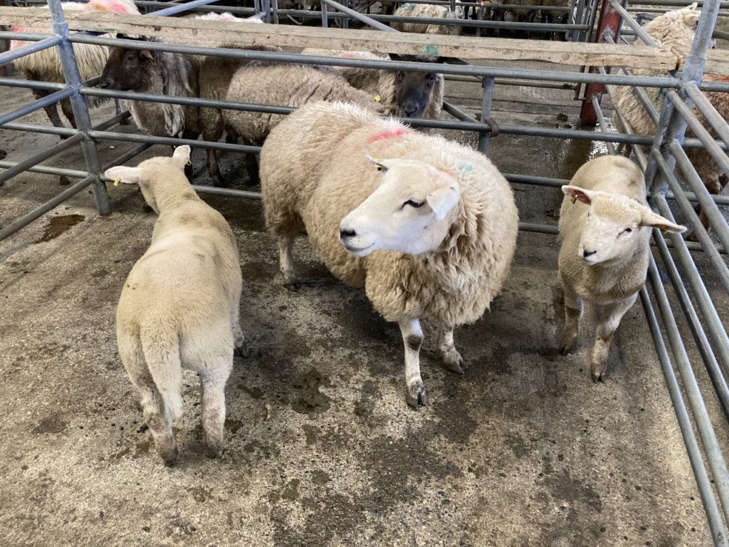 This fourth crop ewe and her two lambs sold for €320