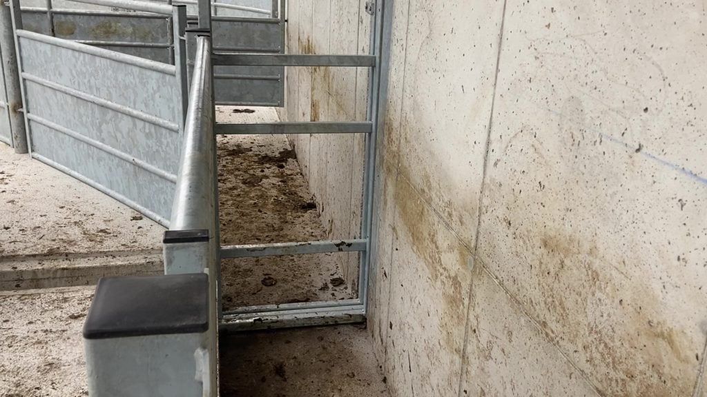 One bar was removed from the guillotine gate to enable John to castrate bulls at the back of the crush