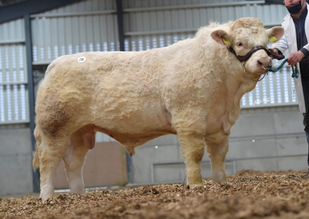 Scardaune Pius / Image source: Irish Charolais Cattle Society