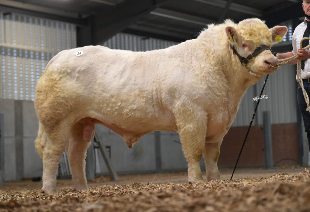 Lisnagre Parker (et) / Image source: Irish Charolais Cattle Society