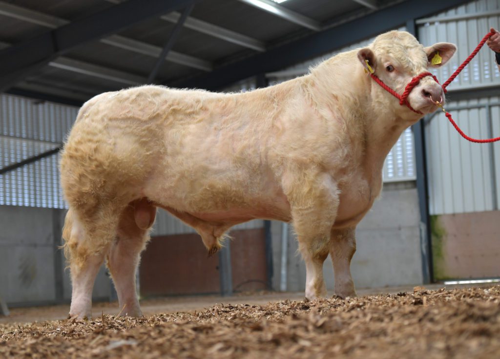 Cloonraddon Ricky / Image source: Irish Charolais Cattle Society