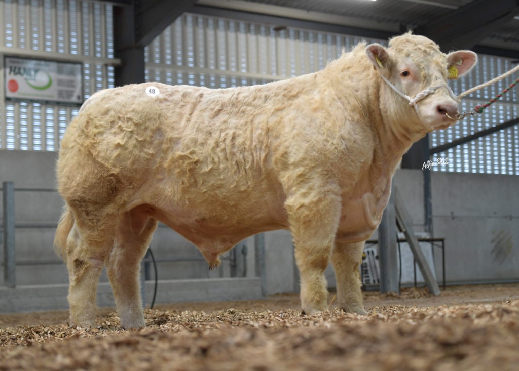 Noble Romeo / Image source: Irish Charolais Cattle Society