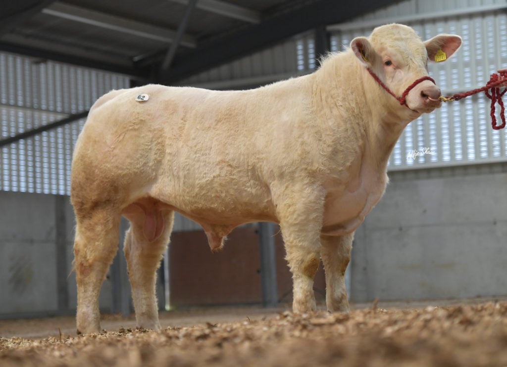 Blackroad Rocco / Image source: Irish Charolais Cattle Society