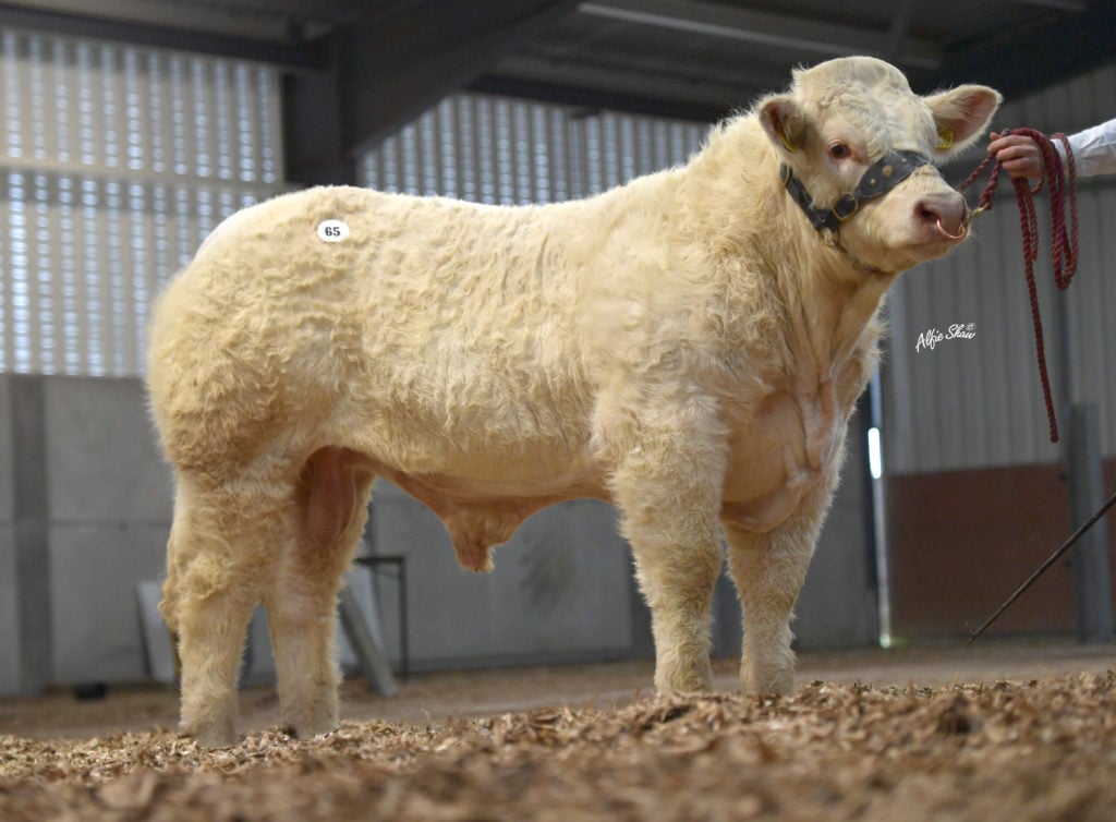 Bostonia Robynhood (et) / Image source: Irish Charolais Cattle Society