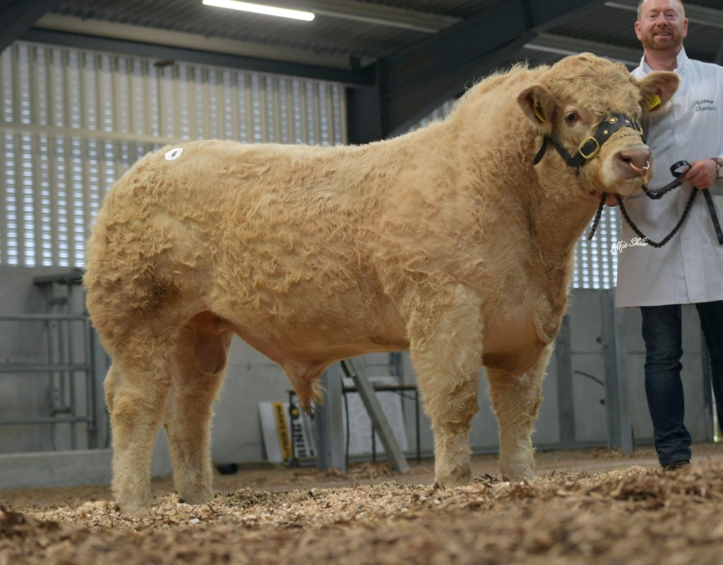 Clenagh Picasso (et) / Image source: Irish Charolais Cattle Society