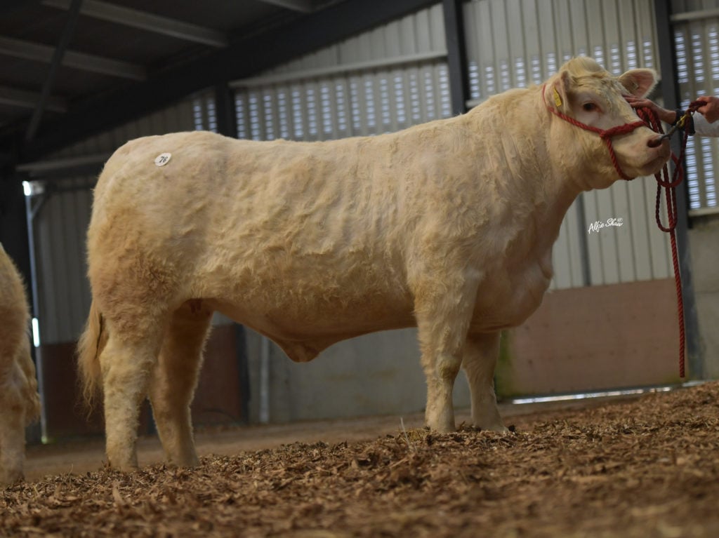 Dalehill Ophelia / Image source: Irish Charolais Cattle Society