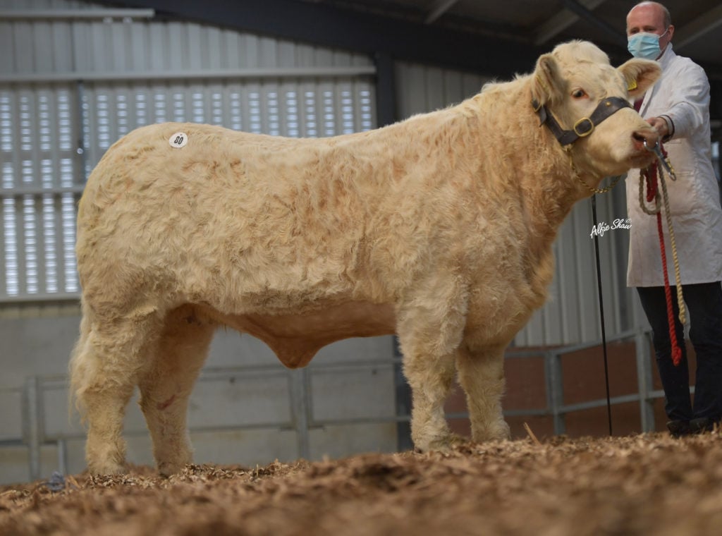 Glenree Olive / Image source: Irish Charolais Cattle Society