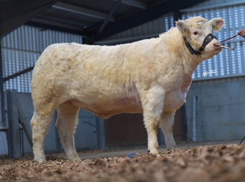 Roughan Pandora / Image source: Irish Charolais Cattle Society