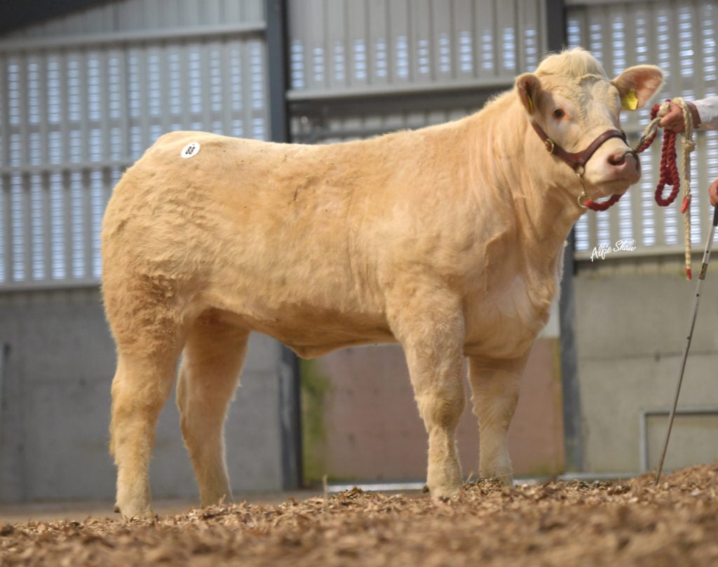 Whinfort Phoebe / Image source: Irish Charolais Cattle Society