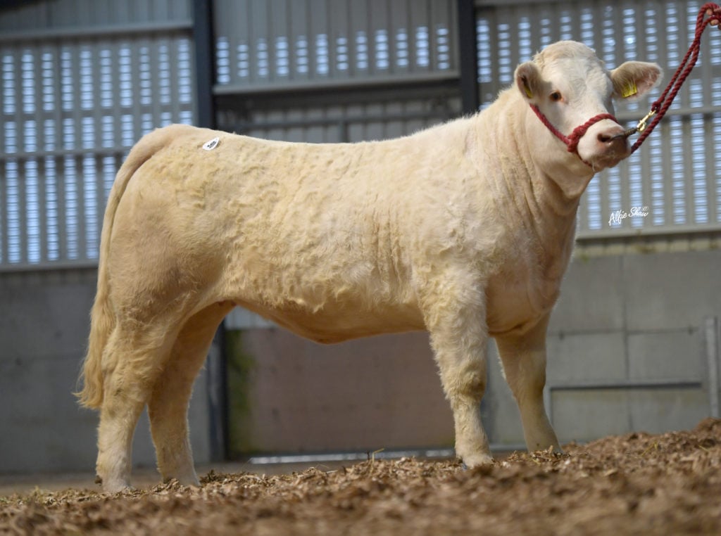 Macecrump Paulina (et) / Image source: Irish Charolais Cattle Society