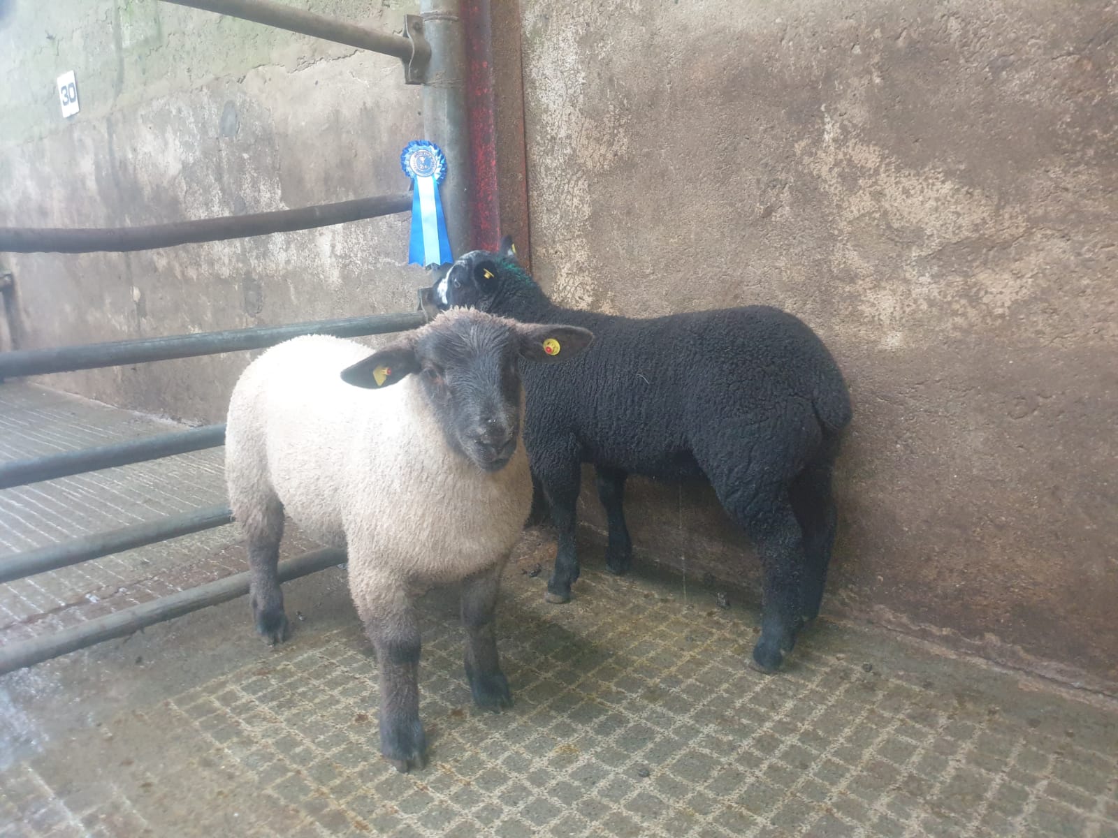 These second prize-winning spring lambs sold for €278 each