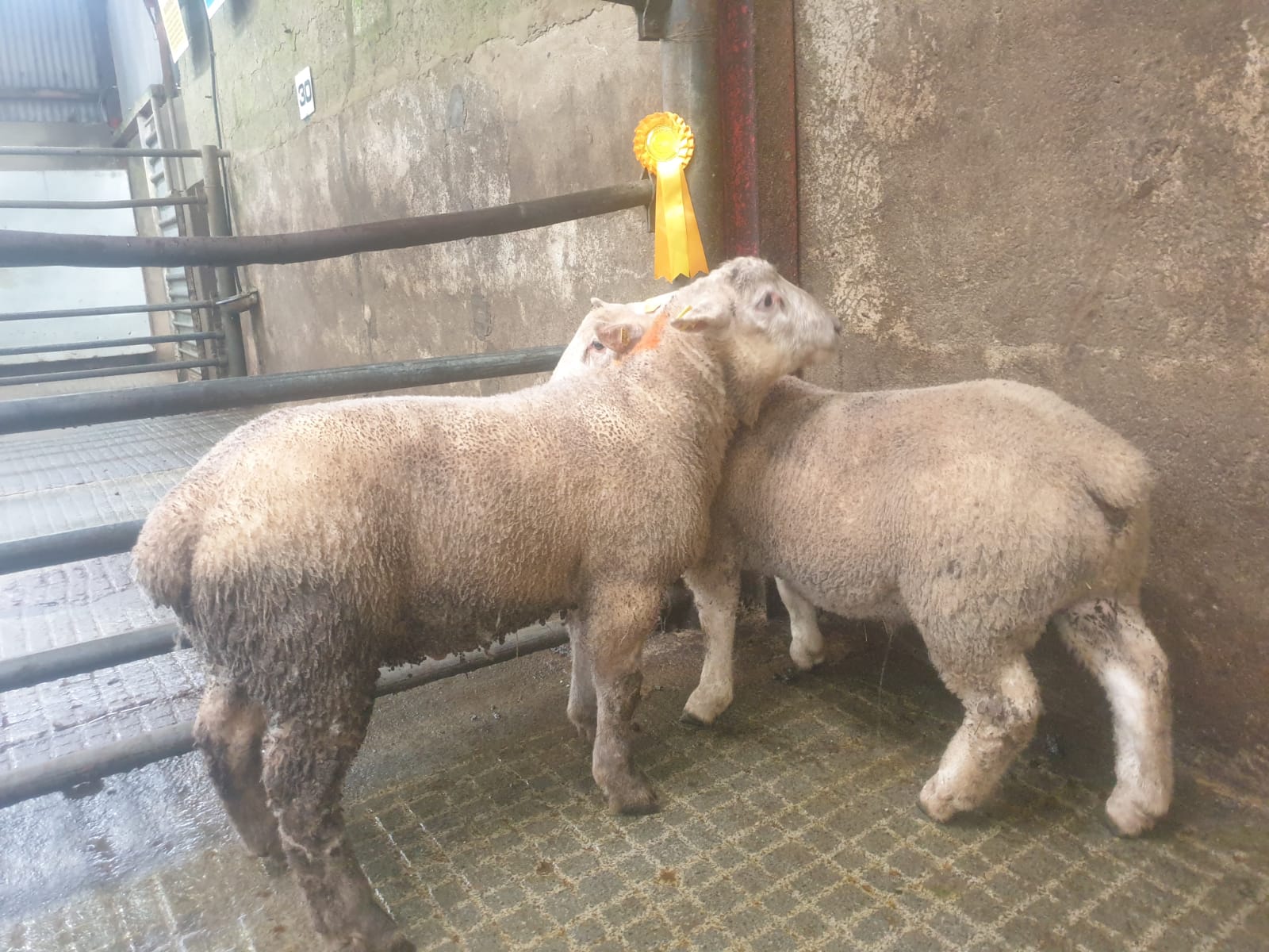 These third prize-winning spring lambs sold for €240 each