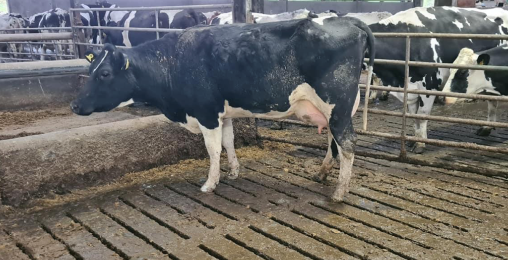 Image source: Taffee Auctions