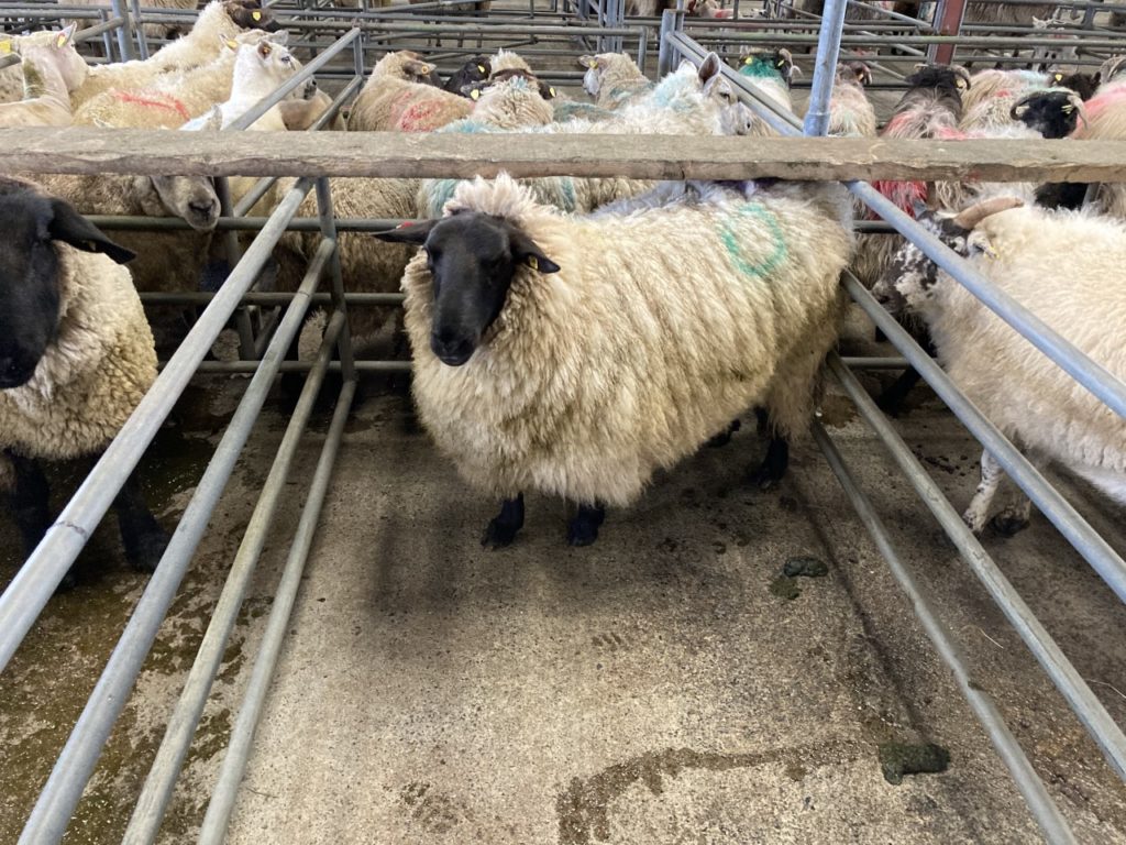 Bidding came to a close on this 113.5kg ewe at €188