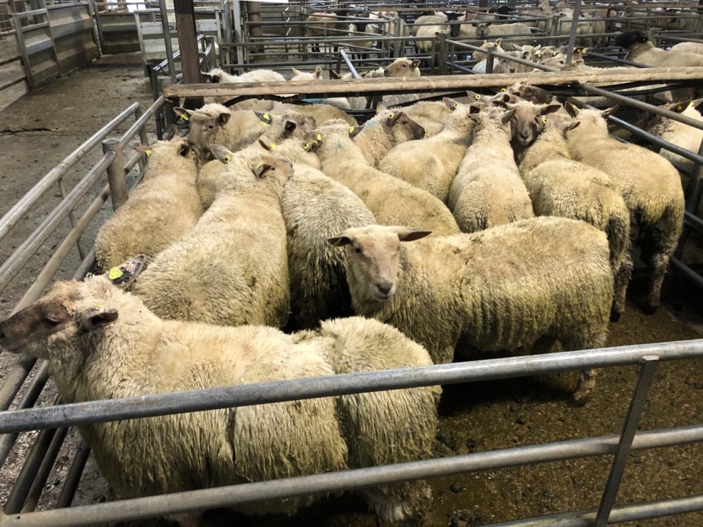 These 16 hoggets at 49.5kg sold for €164/head