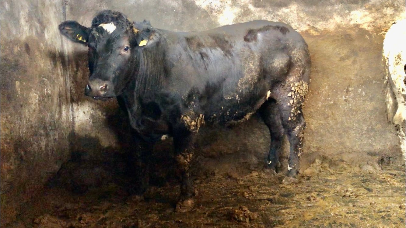 Belgian Blue bullock