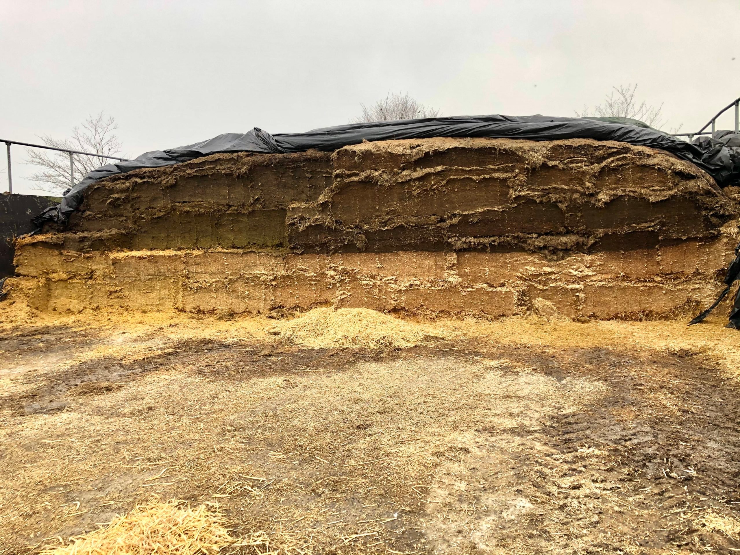 Whole-crop silage mixed with grass silage