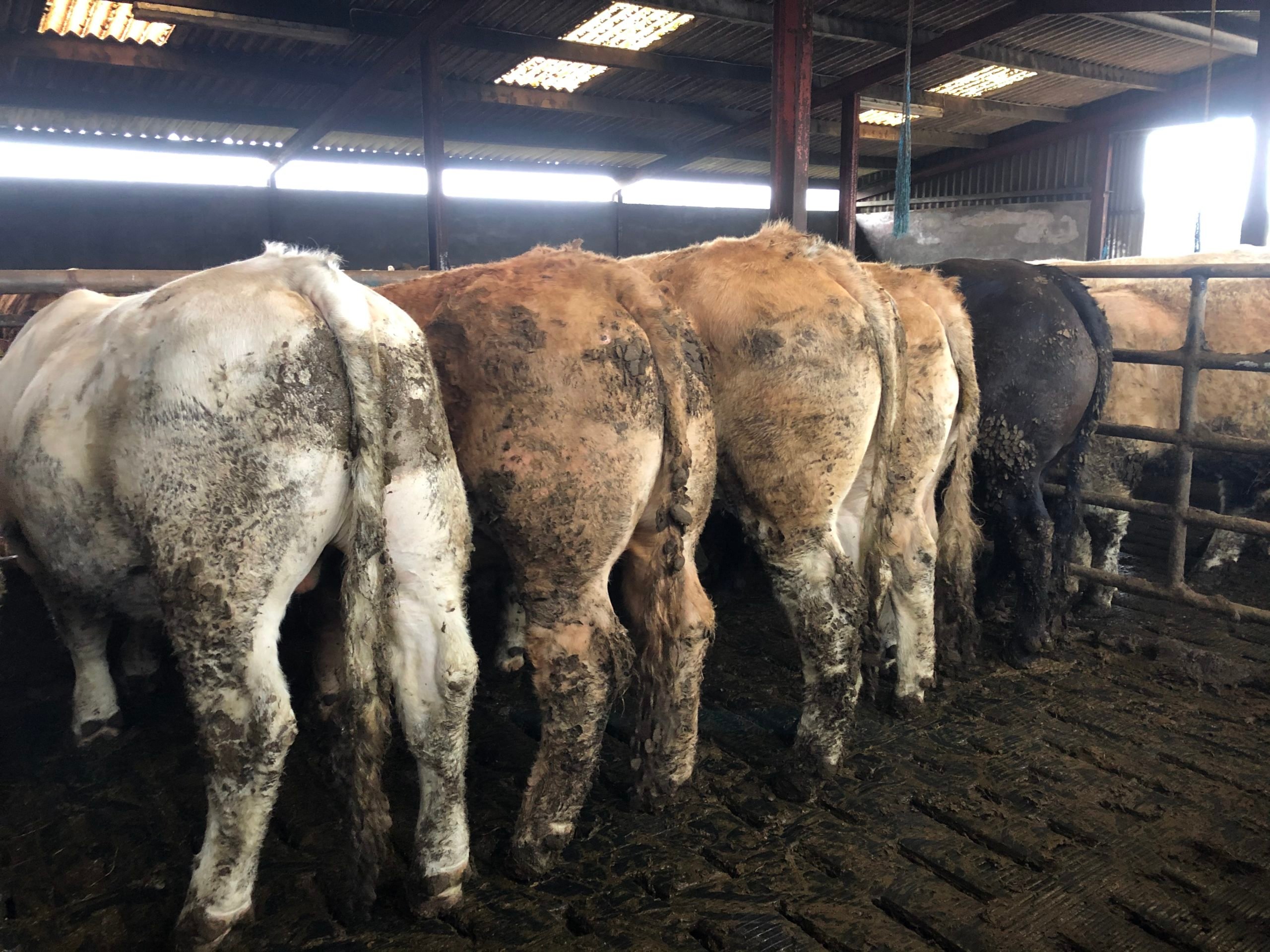 Typical group of bullocks on the farm that will be finished this summer